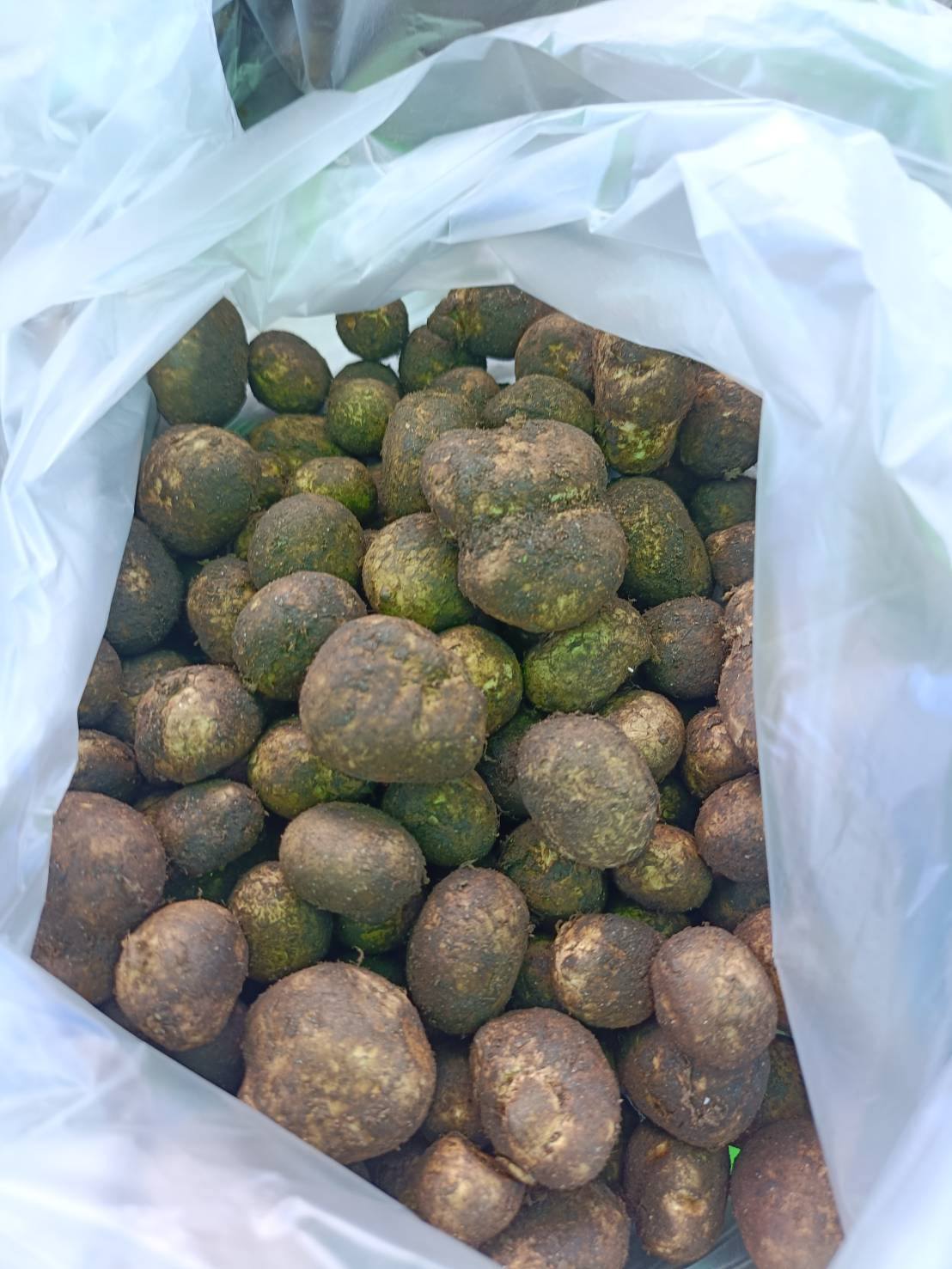 เห็ดถอบแม่สะเรียงเริ่มออกสู่ตลาดเป็นครั้งแรกของฤดูกาล โดยมีการนำมาจำหน่ายที่กาดนัดศูนย์ศิลปาชีพ อำเภอแม่สะเรียง จังหวัดแม่ฮ่องสอน ในราคาลิตรละ 350 บาท
